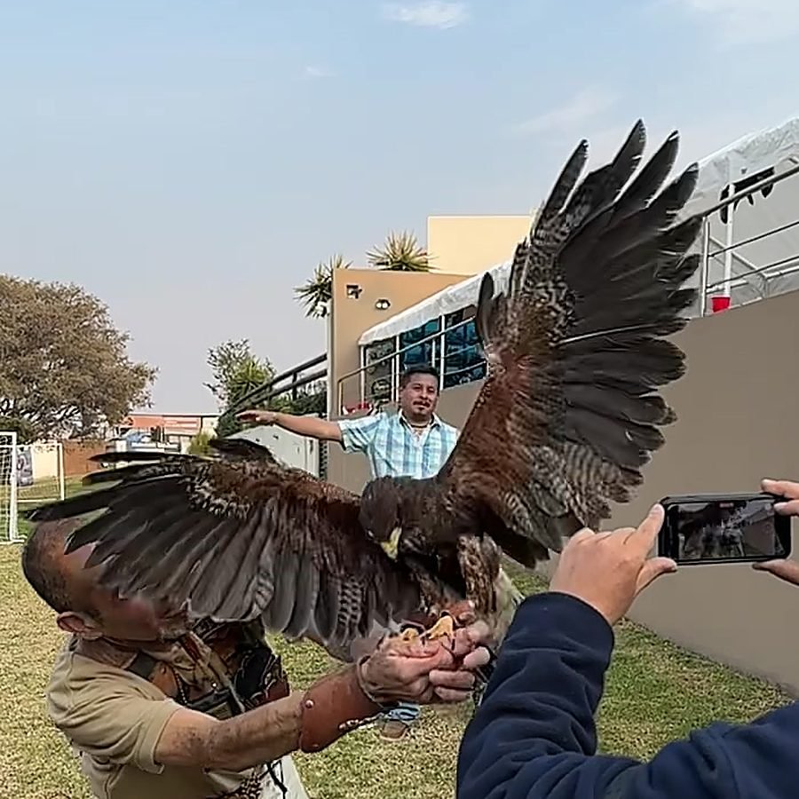 Xiuh Kuauhtli, el ave rapaz de Ecozoo Party, con las alas abiertas al aterrizar en el guante del cetrero durante una demostracion al aire libre