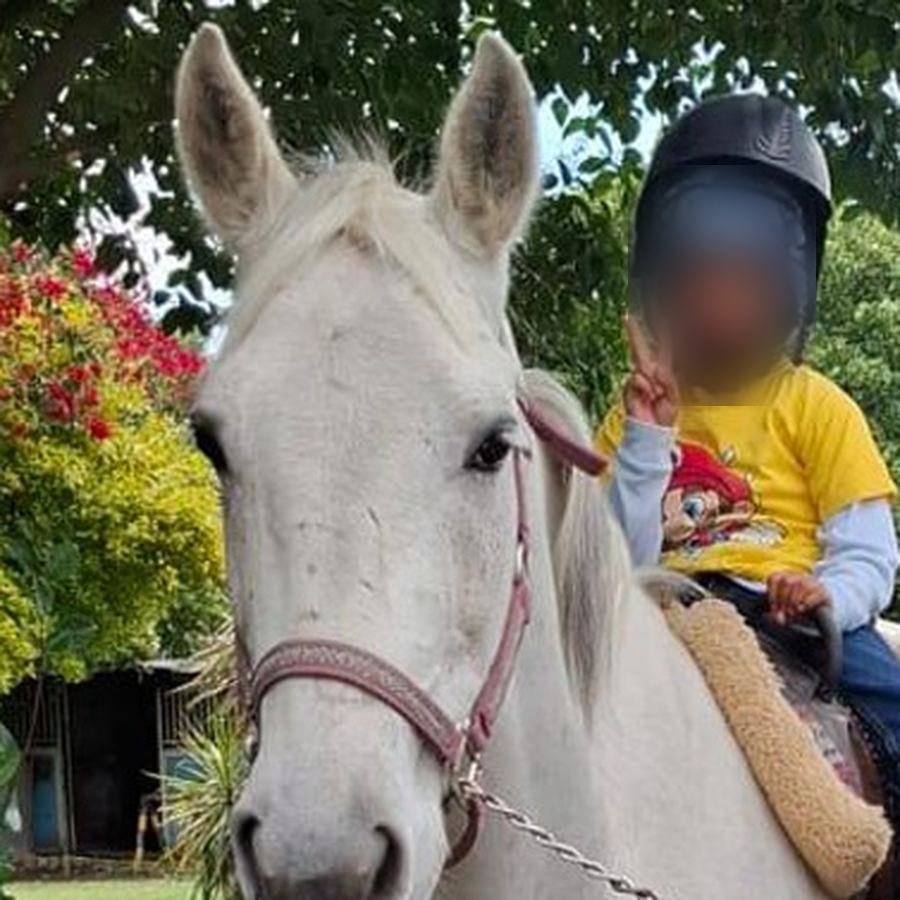 Caballo blanco del Paquete del Oeste de Ecozoo Party