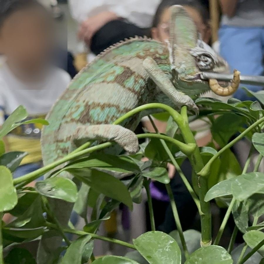 Camaleon velado sobre follaje, una de las especies de Ecozoo Party