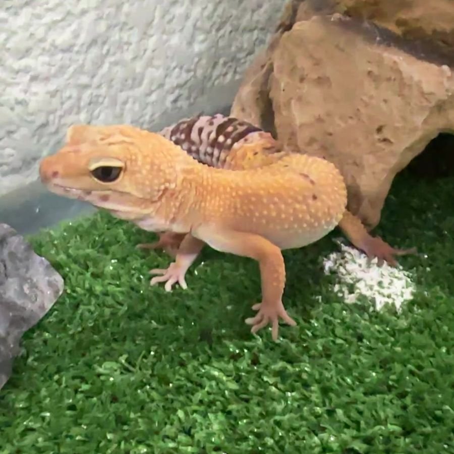 Gecko leopardo Fer, uno de los ejemplares de Ecozoo Party, sobre el sustrato de su terrario