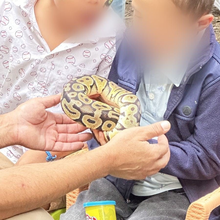 Pitón bola sostenida por un especialista y un niño en una experiencia guiada