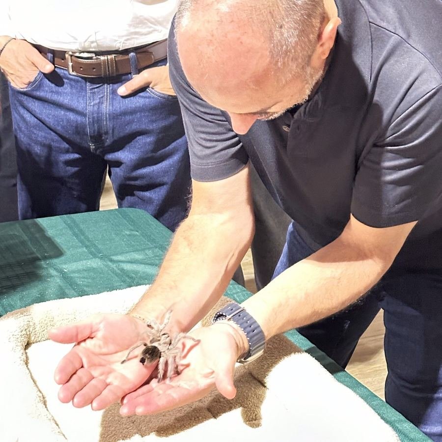 Tarantula sobre la mano de un asistente adulto en una experiencia de Ecozoo Party