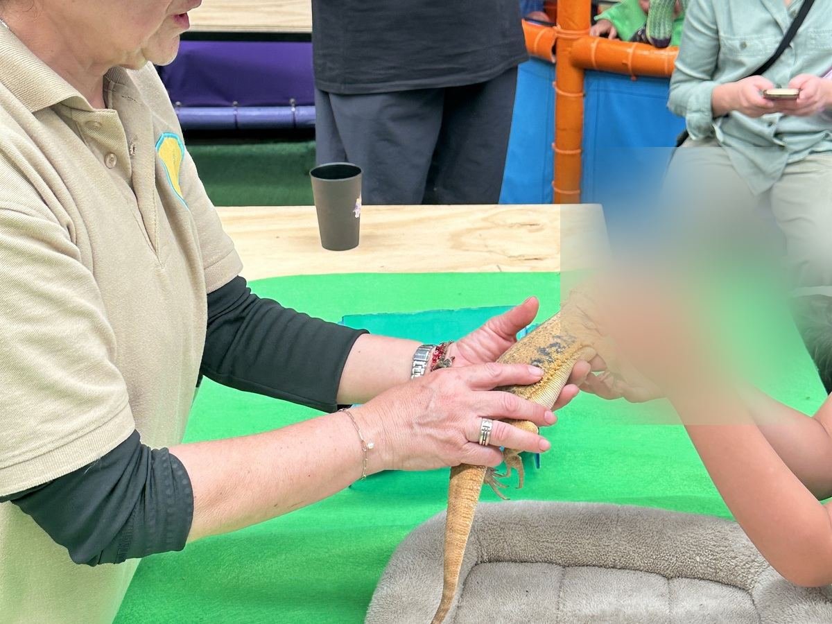 Especialista de Ecozooo Party supervisa la interacción de un niño con un dragón barbudo