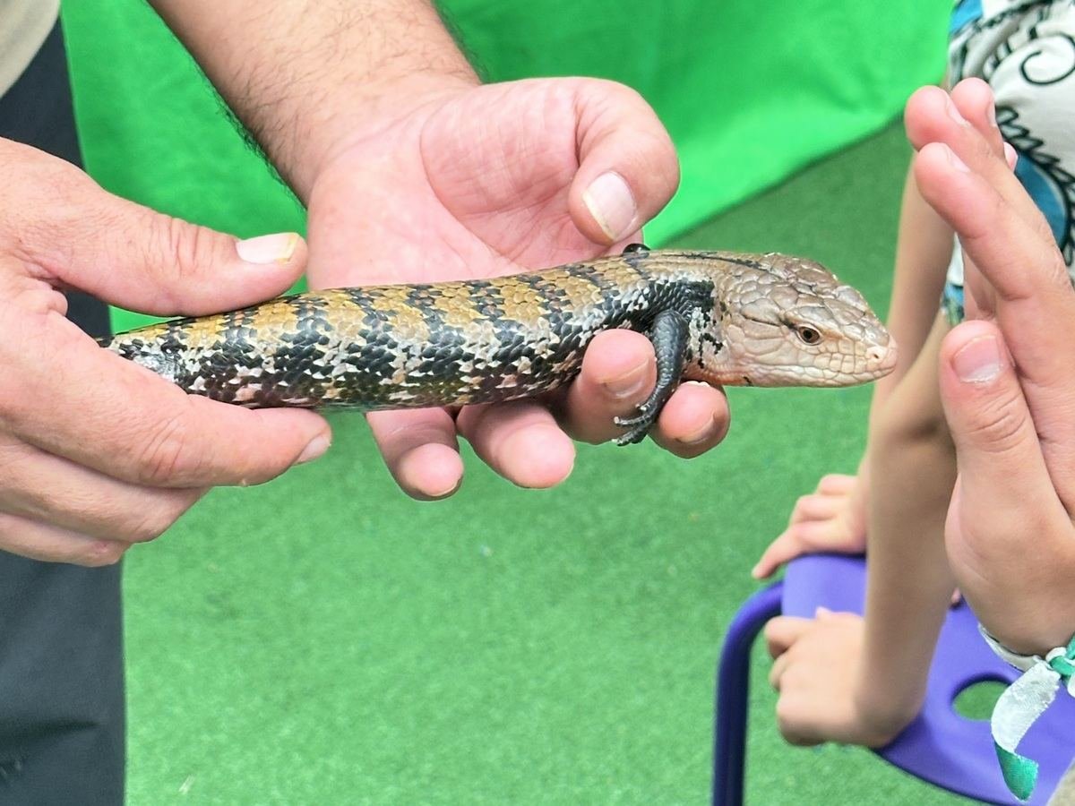 Especialista de Ecozooo Party acerca un eslizón de lengua azul a la mano de un niño