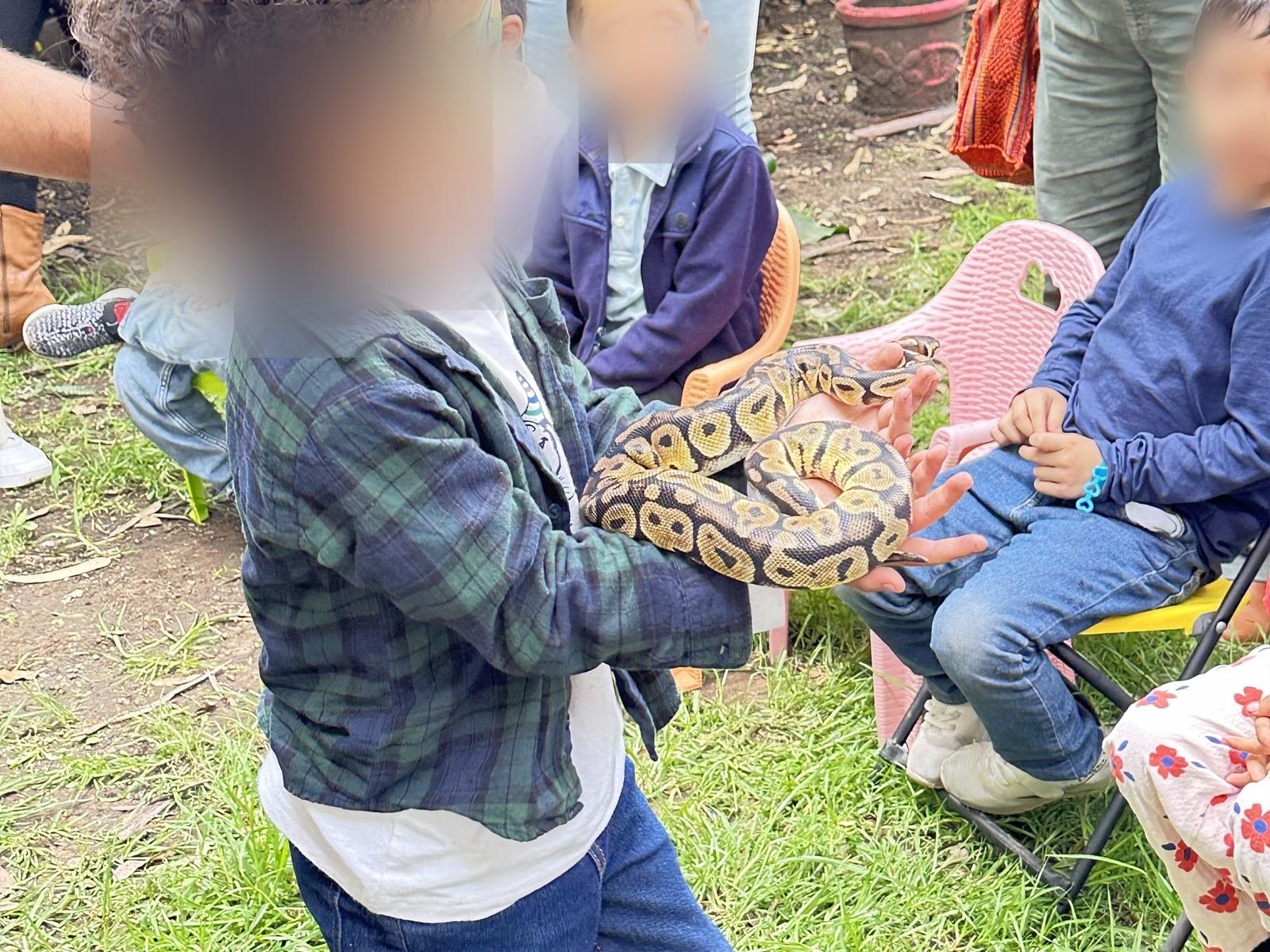 Niño sostiene una pitón bola durante un cumpleaños con animales exóticos guiado por Ecozooo Party