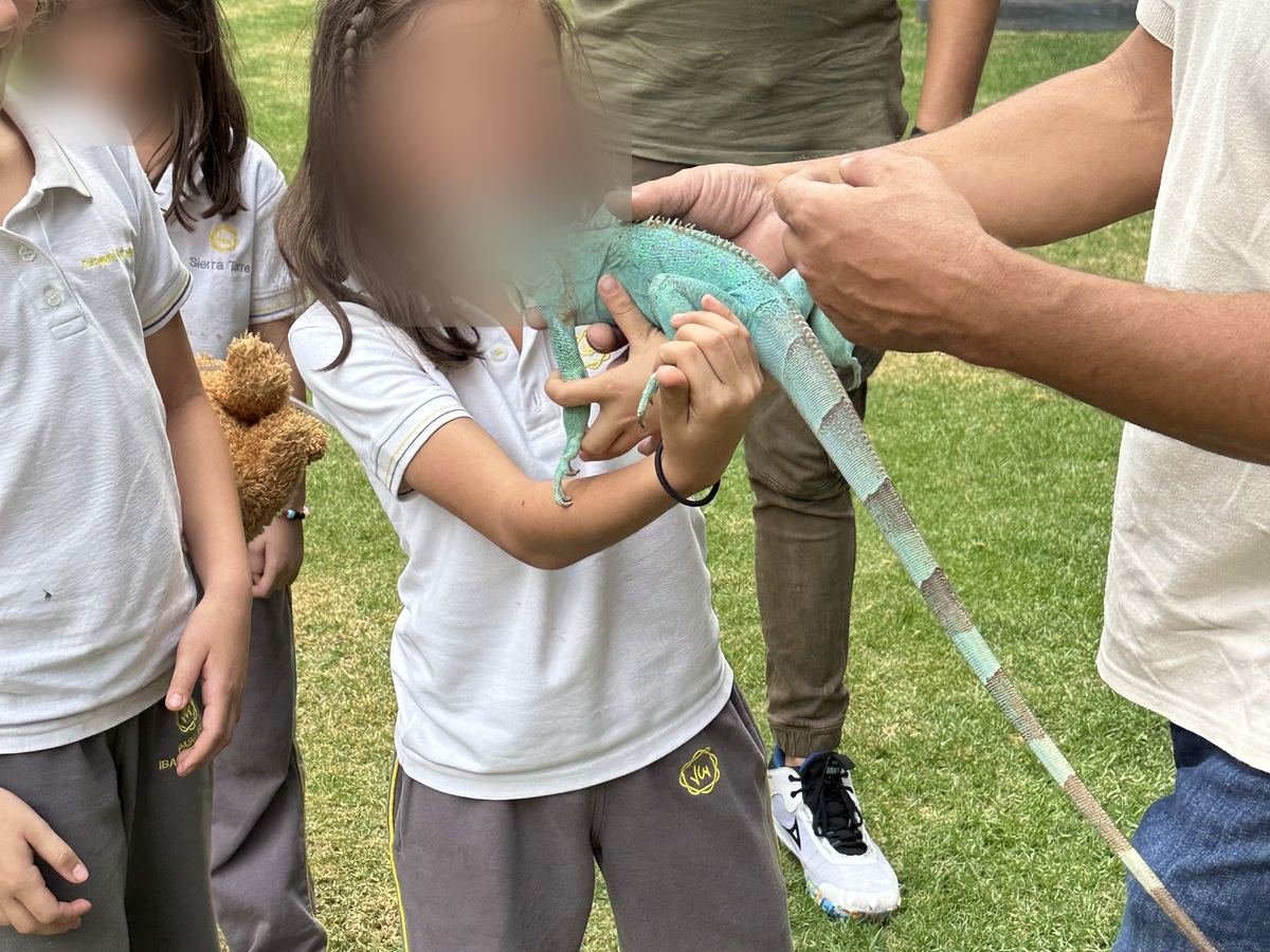 Alumna observa un camaleón velado durante un taller de educación ambiental de Ecozooo Party
