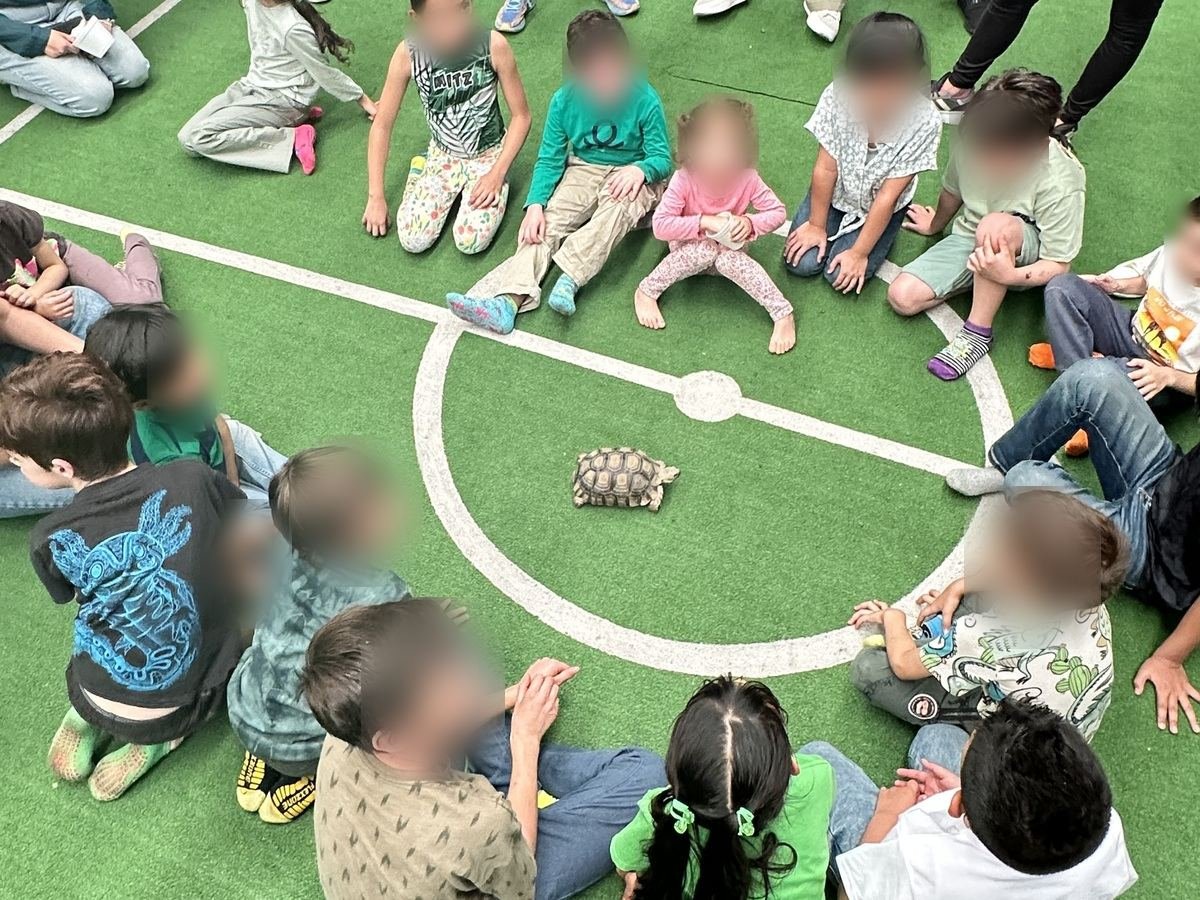 Grupo escolar observa una tortuga sulcata durante un taller de Ecozooo Party
