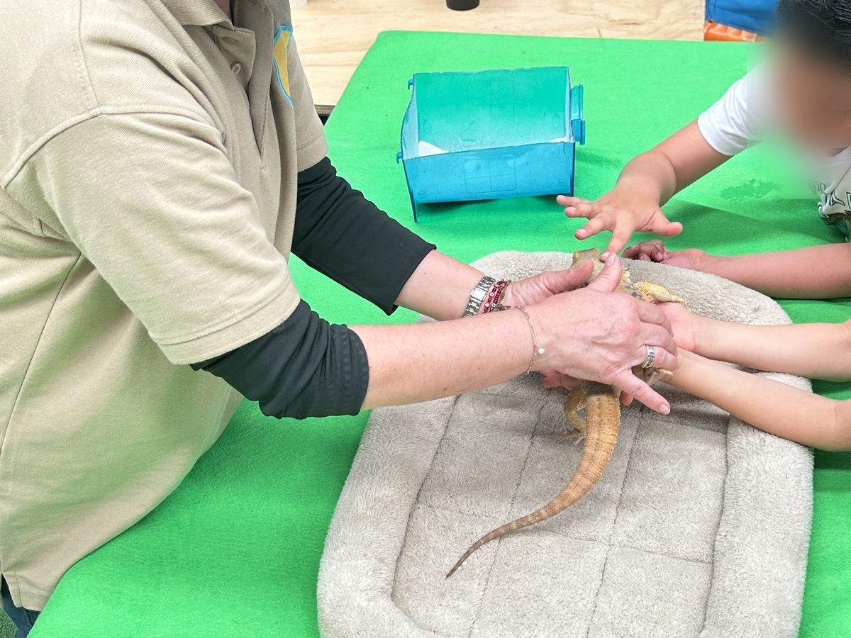 Niños interactúan de forma guiada con un dragón barbudo durante una experiencia Ecozooo Party