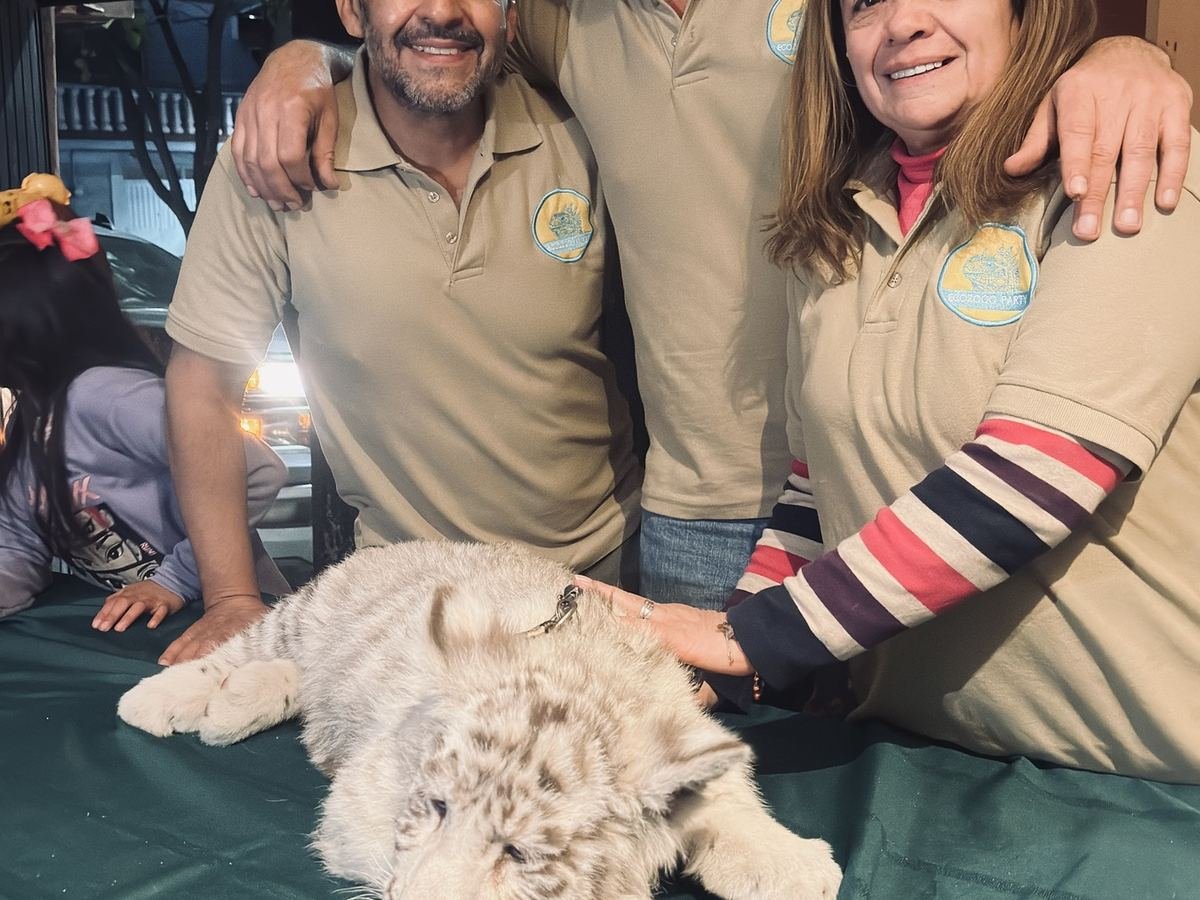 Gran felino del Paquete Africano de Ecozooo Party bajo manejo profesional