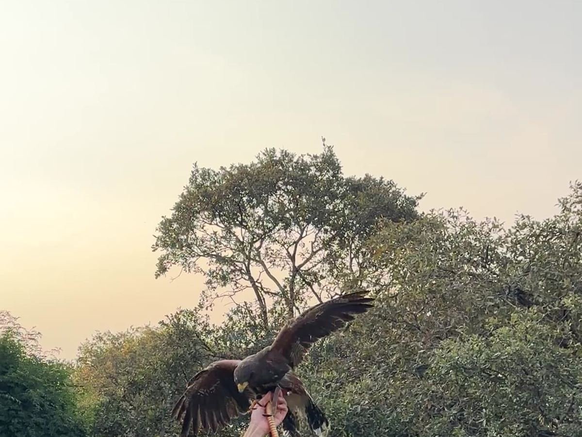 Xiuh Kuauhtli, el Águila de Fuego de Ecozooo Party, aterrizando en el guante del cetrero durante la experiencia A Volar